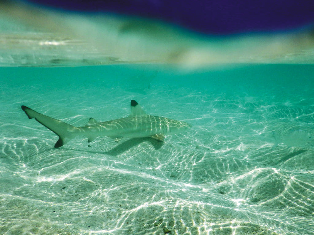 Baby sharks in the atoll