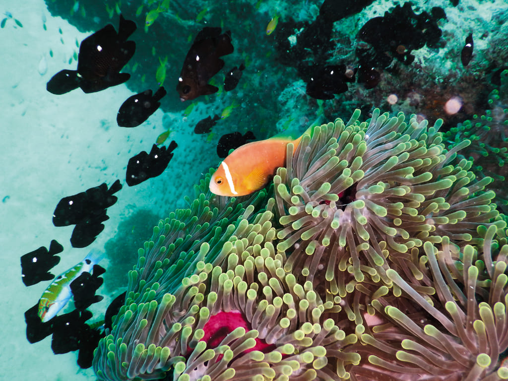 A clownfish in his anemone home
