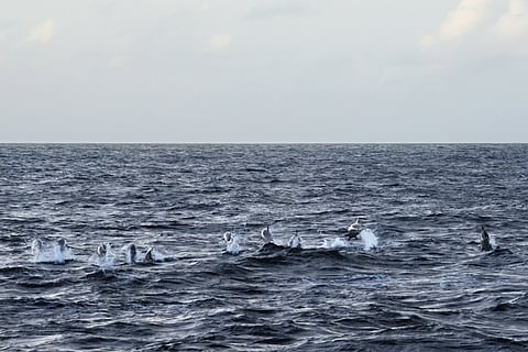 Shoals of dolphins