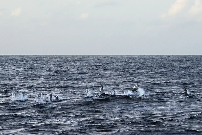 Shoals of dolphins