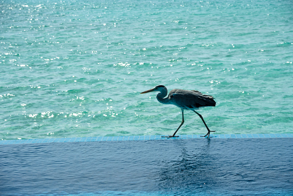 A heron by the poolside