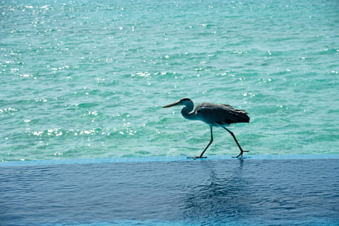 A heron by the poolside