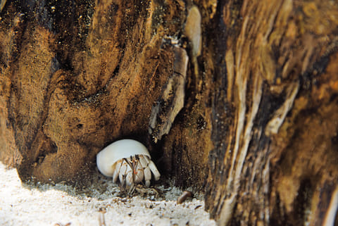 A hermit crab