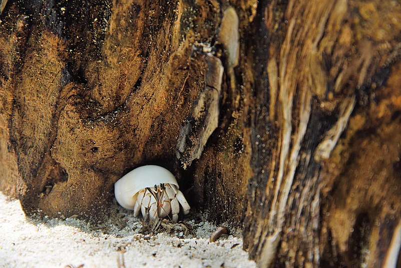 A hermit crab