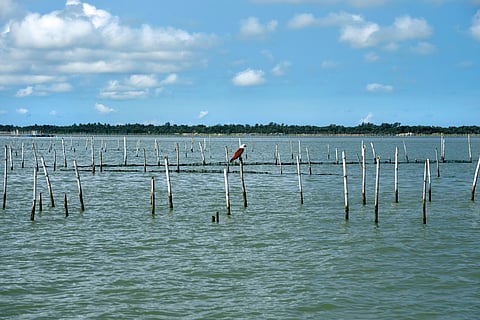 A Kite looking for fish