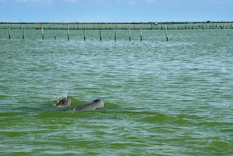 Dolphins in Chilika Lake