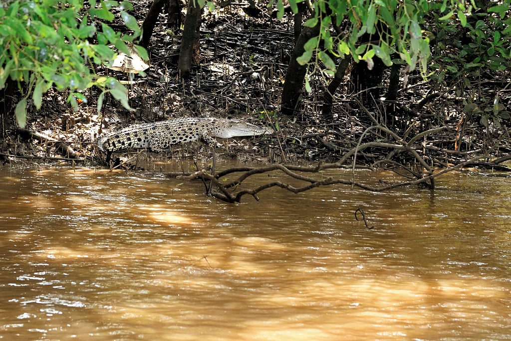 A white crocodile basks by the water