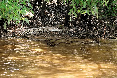 A white crocodile basks by the water