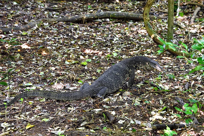 A salt water crocodile