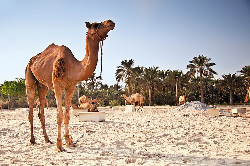 Camels fetch high prices in Bahrain