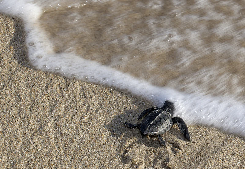 The beach is a nesting ground of Olive Ridley turtles