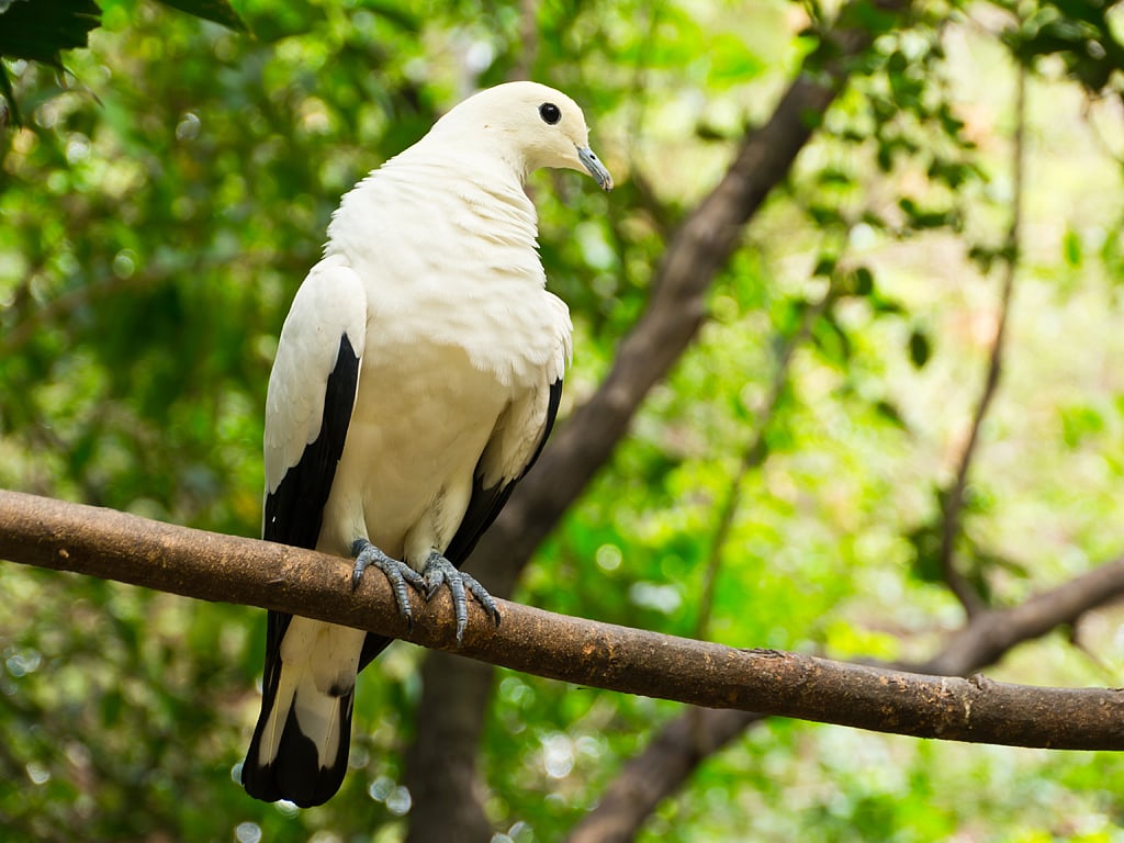 A close-up of imperial pigeon