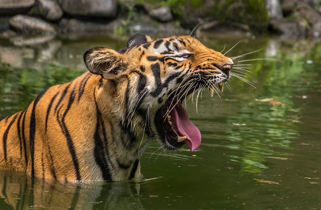 Our expectations jumped when the guide drew our attention to the fresh tiger pugmarks etched on the muddy banks