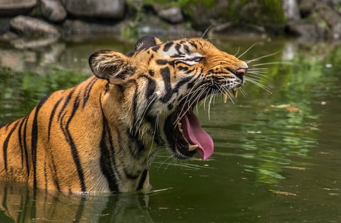 Our expectations jumped when the guide drew our attention to the fresh tiger pugmarks etched on the muddy banks