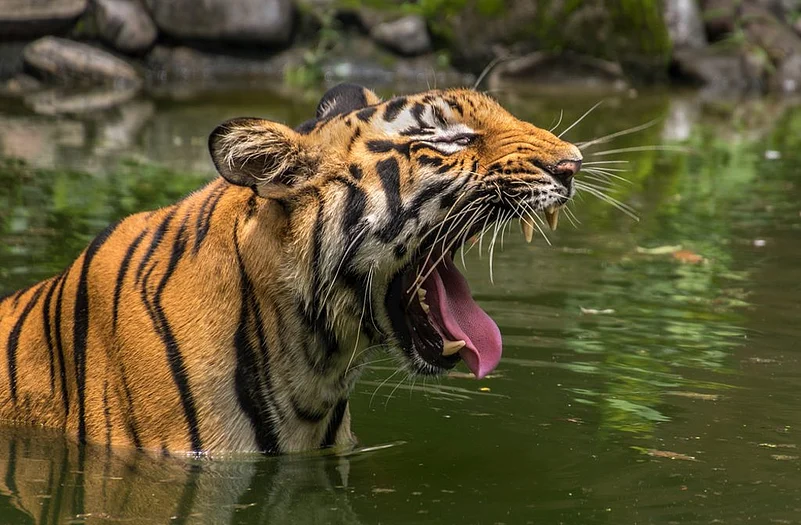 Our expectations jumped when the guide drew our attention to the fresh tiger pugmarks etched on the muddy banks