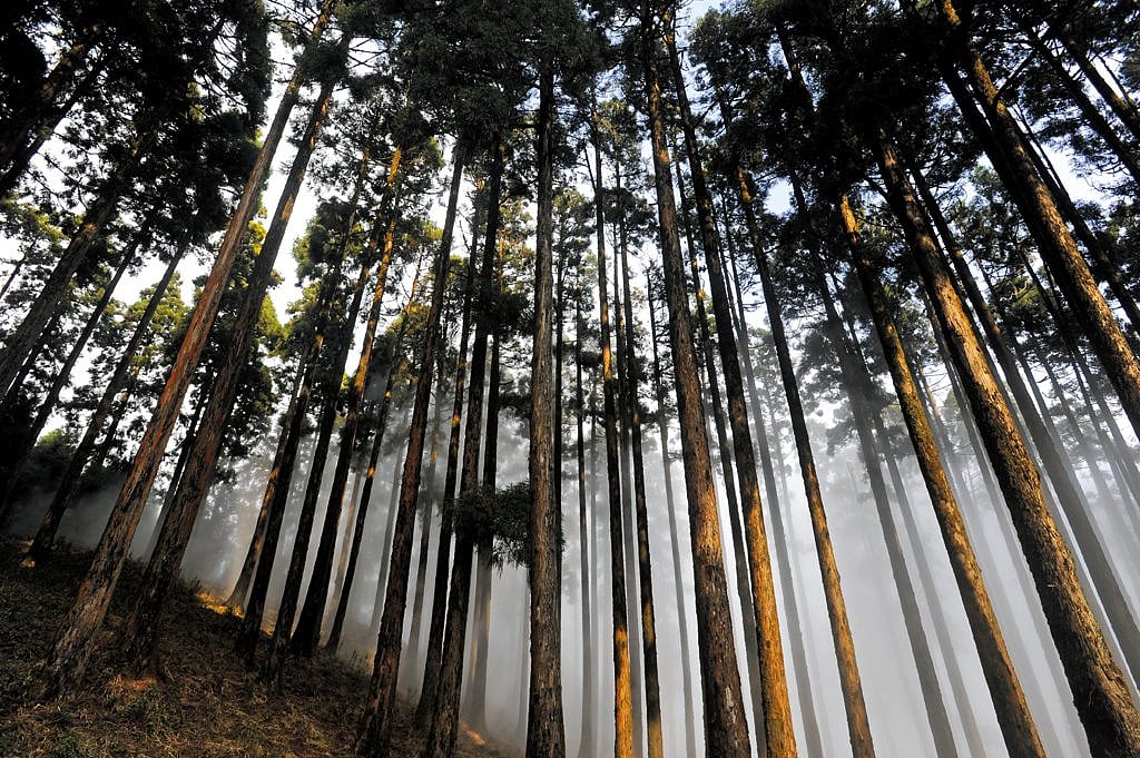 Pine trees in Kurseong