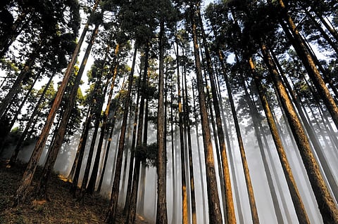 Pine trees in Kurseong