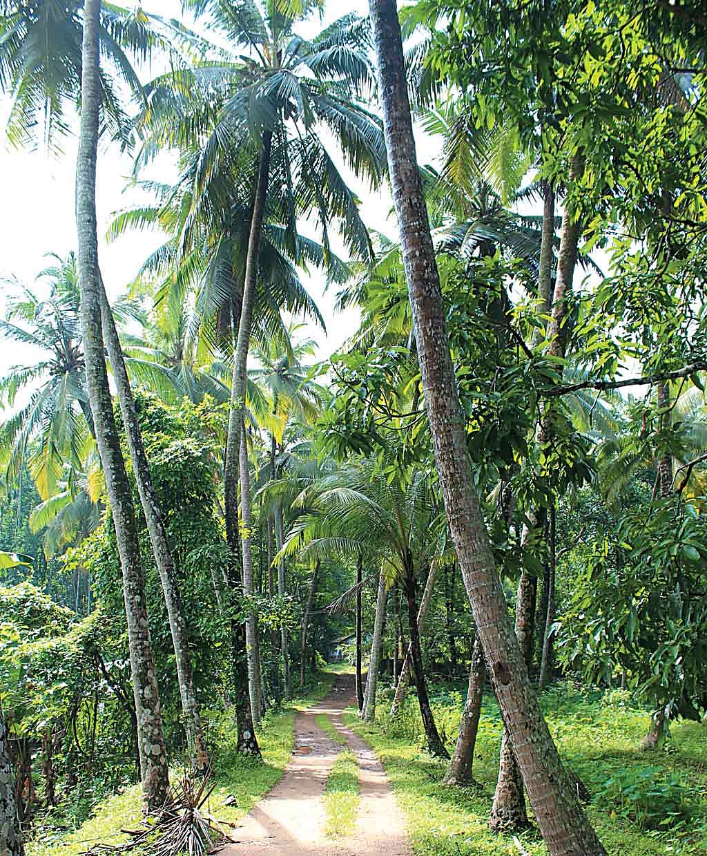 Walking among coconut groves as a leisure activity here