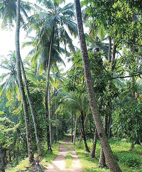 Walking among coconut groves as a leisure activity here