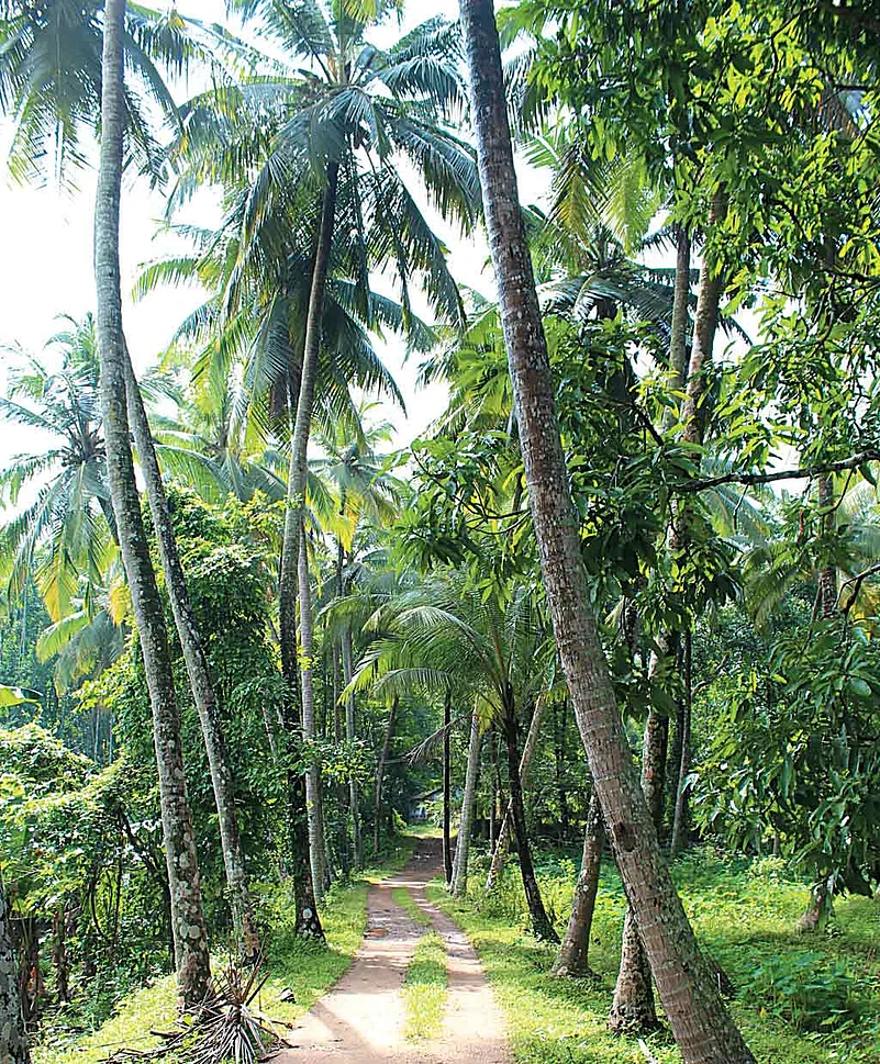 Walking among coconut groves as a leisure activity here