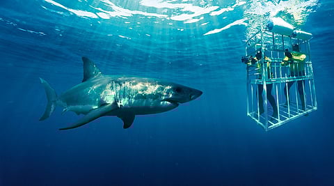 Shark cage diving