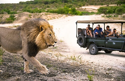 An Africal Lion in Kruger National Park
