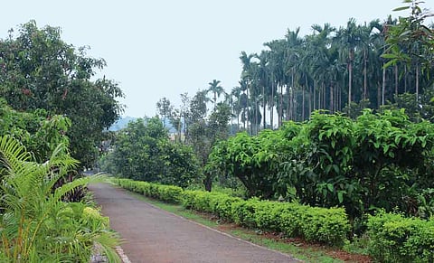 The roads in Sindhudurg are lush with greenery