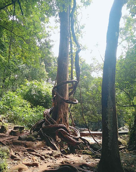Towering trees