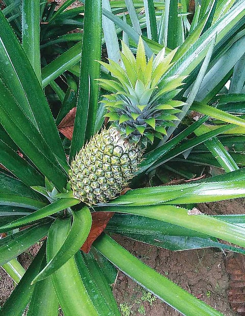 Pineapples growing on the property