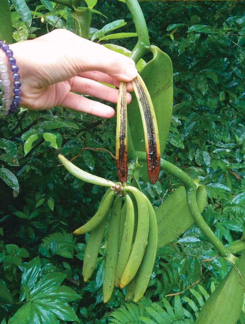A banana plant