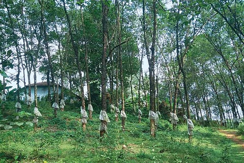 Dewalokam's farm