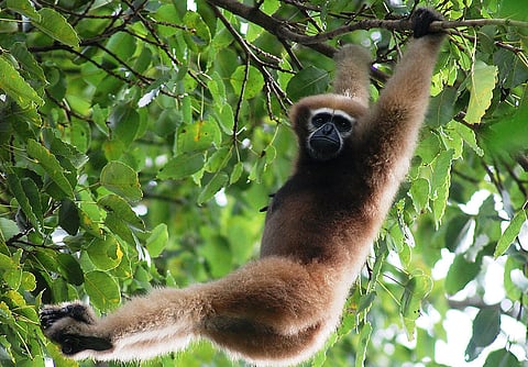 Hoolock gibbons are residents of Dibru-Saikhowa National Park