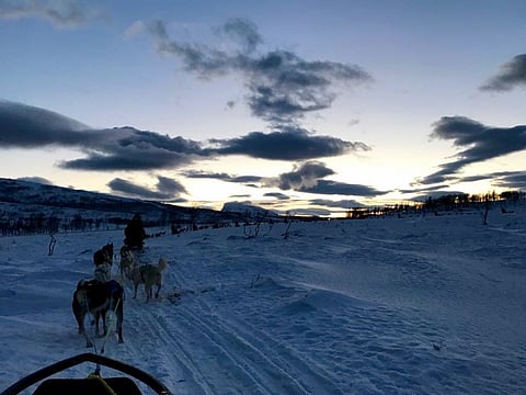 Go sledding on husky driven sleds