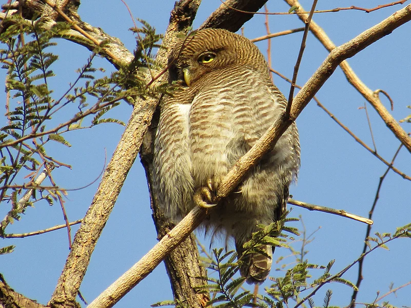 An owl perched on a tree