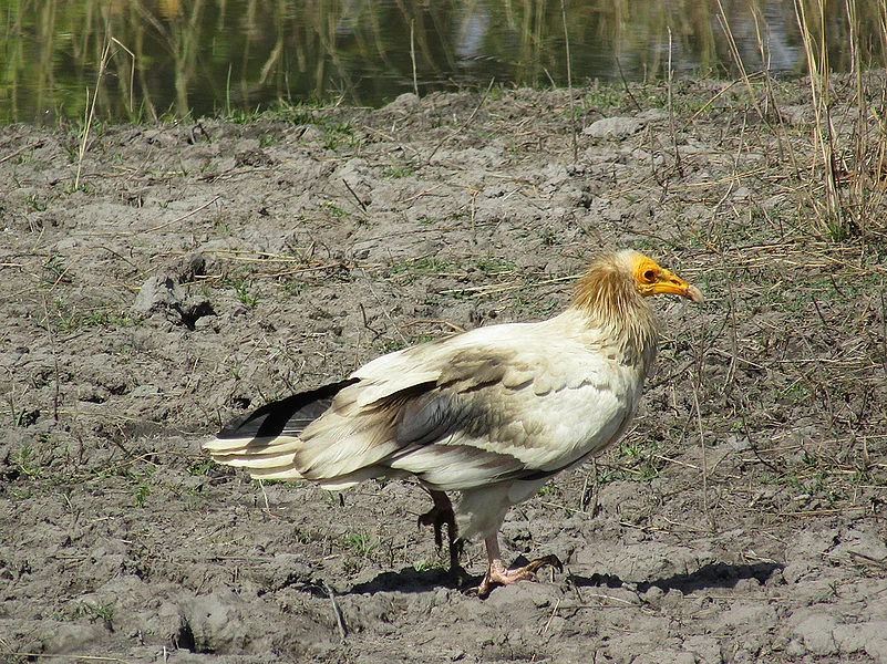An Egyptian Vulture