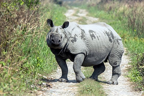 Kariranga is known for its one-horned rhinoceros