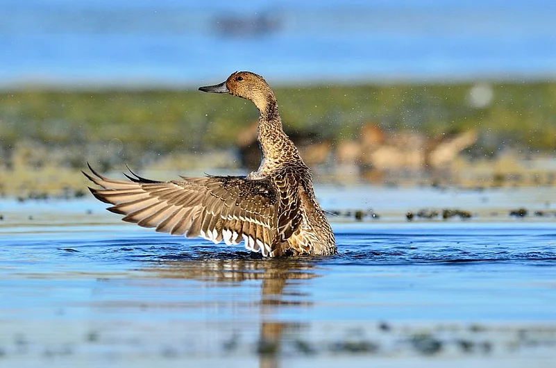 A northern pintail