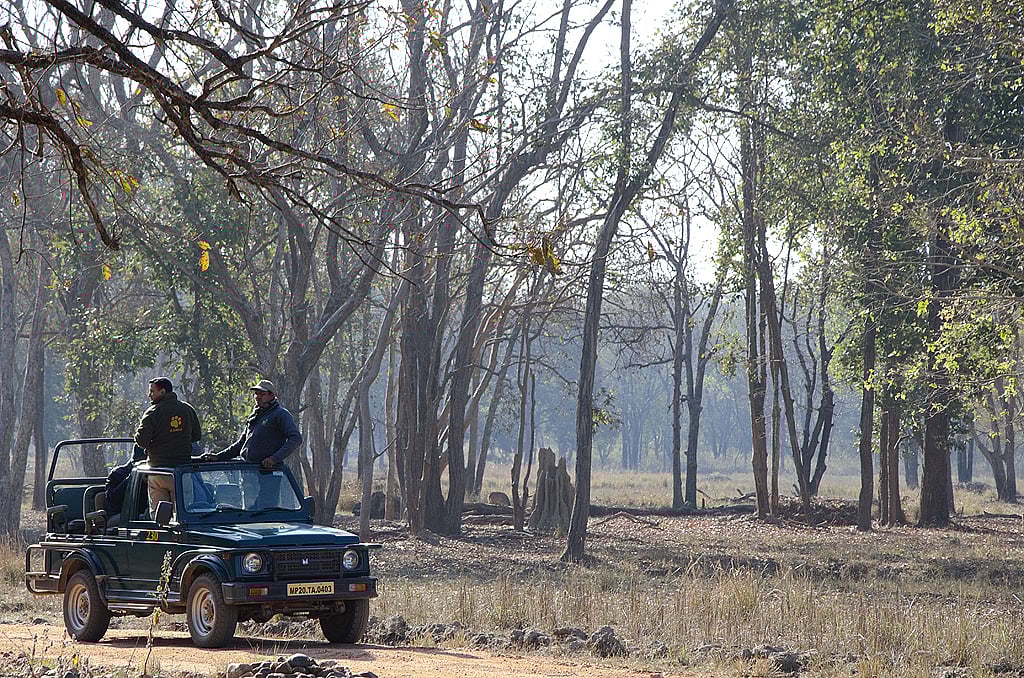 A jeep safari in the national park