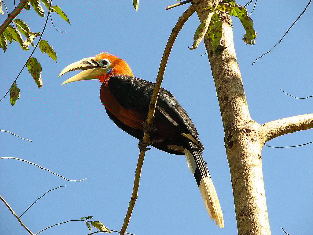 Rufous-necked hornbill