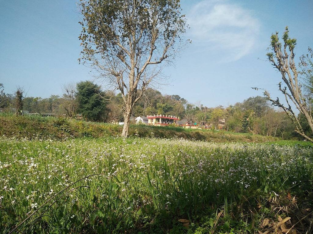 The verdant countryside of Pragpur