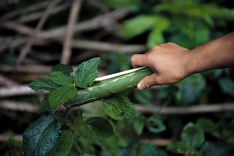 Samdup plucks the most tender of stinging nettle leaves with bamboo pincers
