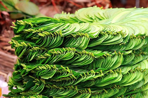 The Mysore betel leaf is widely found in Karnataka