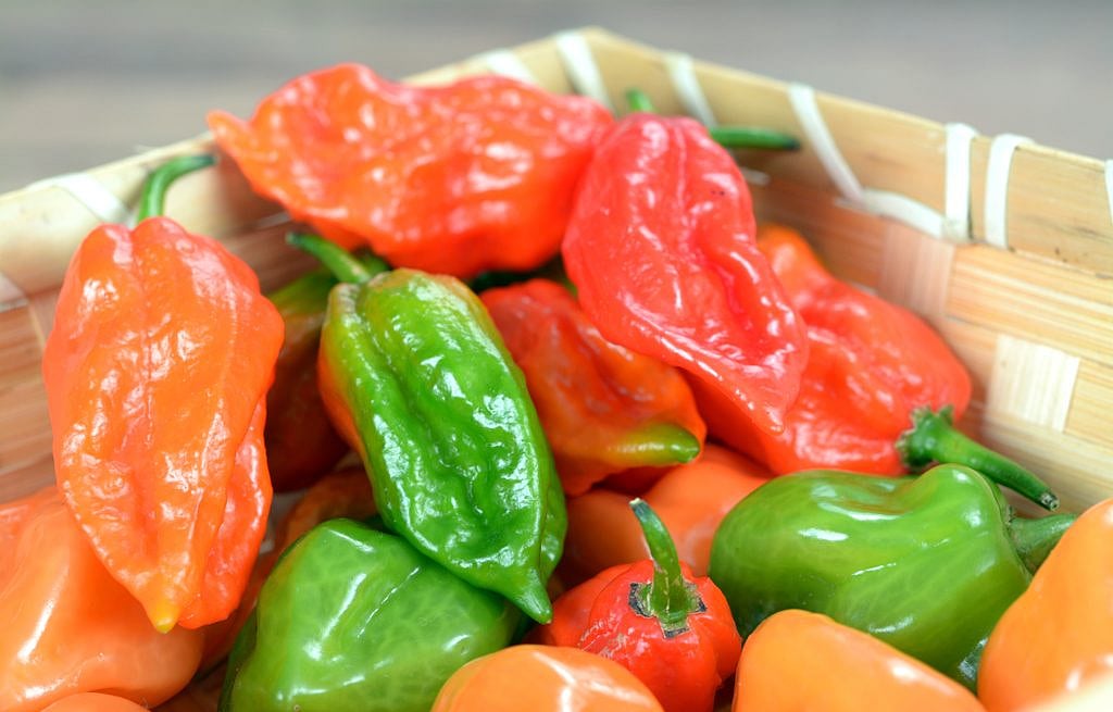 The mighty Naga chilli