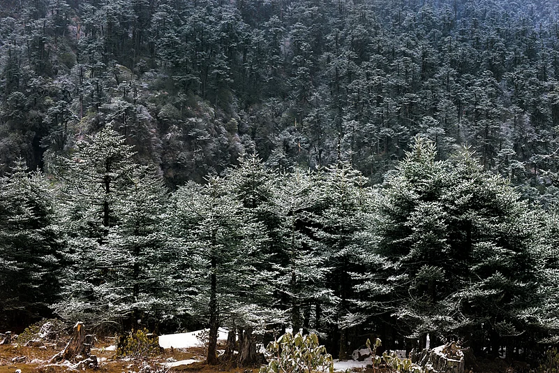 Fresh snow perches on silver fir trees on the way to Yumthang Valley