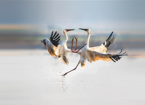 Deepor Beel is one of the largest lakes in the Brahmaputra Valley 