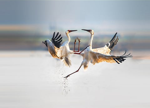 Deepor Beel is one of the largest lakes in the Brahmaputra Valley