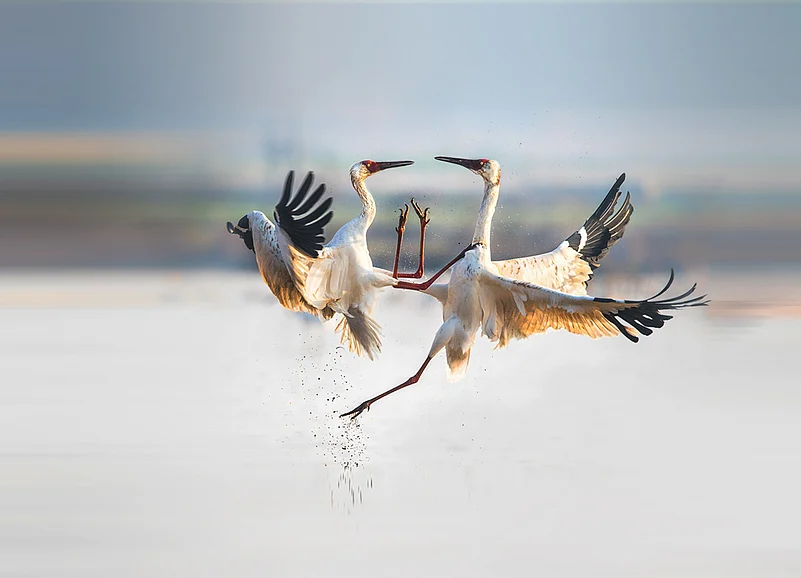 Deepor Beel is one of the largest lakes in the Brahmaputra Valley