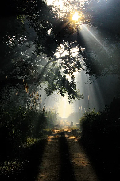 salman.dudhwa/Instagram : Light filtering through the trees in Dudhwa National Park