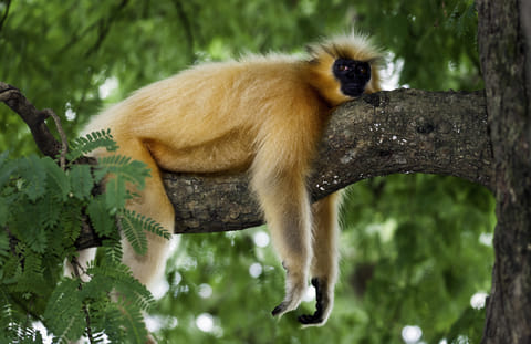 The endangered golden langur is found in western Assam