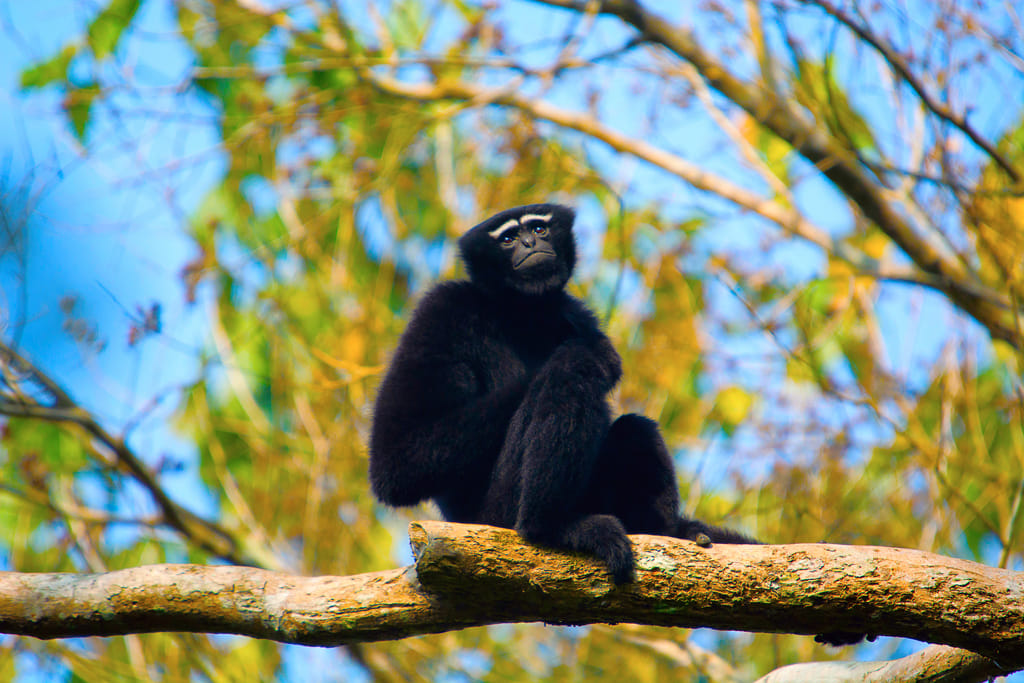 The Hoollongapar Gibbon Sanctuary is is the only sanctuary in India named after a primate